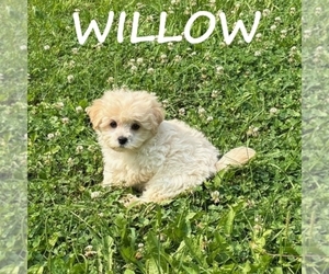 Shih-Poo Puppy for sale in HARTLAND, MN, USA