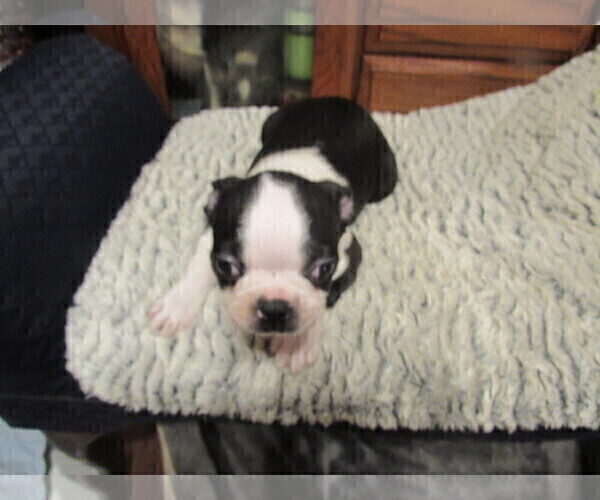Medium Photo #2 Boston Terrier Puppy For Sale in BLACK HORSE, OH, USA