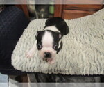 Small #1 Boston Terrier