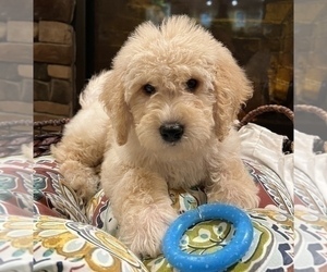 Goldendoodle Dog for Adoption in NOBLESVILLE, Indiana USA