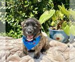 Small #1 Mutt