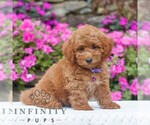 Small #2 Golden Retriever-ShihPoo Mix