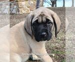 Small #4 Mastiff