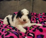 Small #11 Miniature Bernedoodle