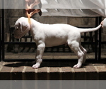 Small #2 Dogo Argentino