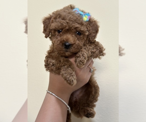 Medium Photo #22 Poodle (Toy) Puppy For Sale in NORTH HILLS, CA, USA