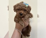 Puppy Bubbles Poodle (Toy)