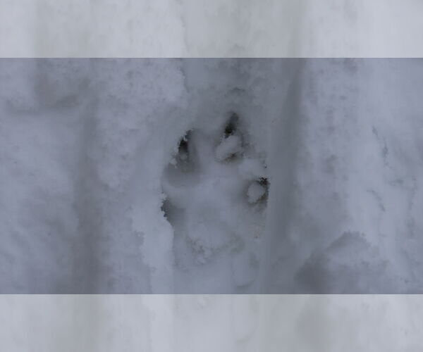 Medium Photo #24 German Shepherd Dog Puppy For Sale in Sebec, ME, USA