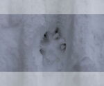 Small #23 German Shepherd Dog