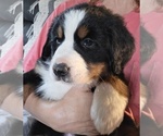 Small #3 Bernese Mountain Dog