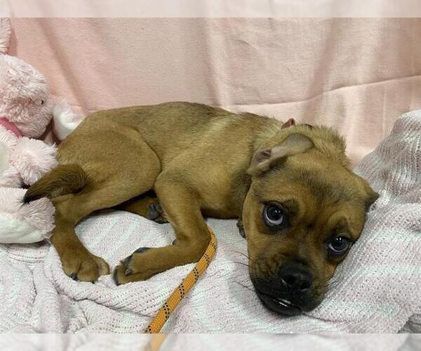 Medium Photo #1 Pug-Unknown Mix Puppy For Sale in Modesto, CA, USA