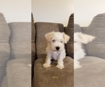 Small Photo #6 Schnauzer (Miniature) Puppy For Sale in HOLDEN, MO, USA