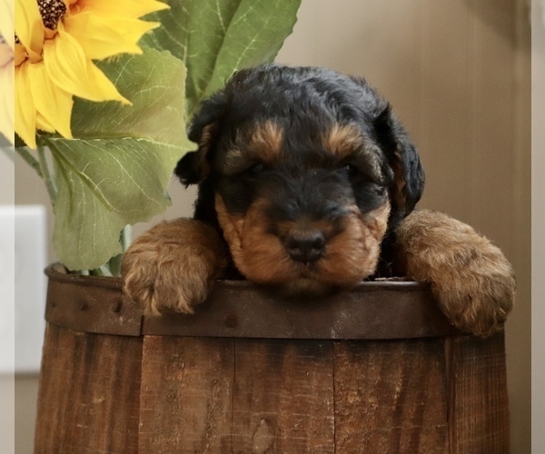 Medium Photo #7 Airedale Terrier Puppy For Sale in EWING, IL, USA