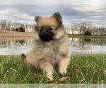 Small Photo #9 Pomeranian Puppy For Sale in DOWNING, MO, USA