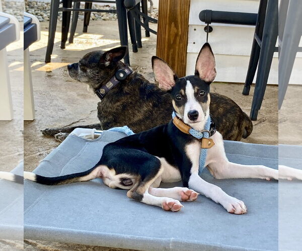 Medium Photo #3 Jack Russell Terrier-Unknown Mix Puppy For Sale in Oakhurst, NJ, USA