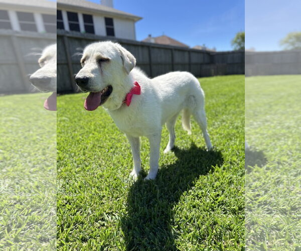 Medium Photo #2 Great Pyrenees Puppy For Sale in Spring, TX, USA