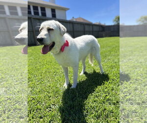 Elsa - Female Great Pyrenees Dog for Adoption - Photo #2