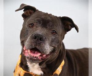 Mutt Dogs for adoption in Fort Collins, CO, USA