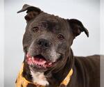 FLOWER - Female Mutt Dog for Adoption - Small photo