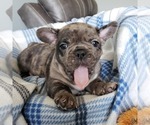 Small Photo #14 French Bulldog Puppy For Sale in PASCO, WA, USA