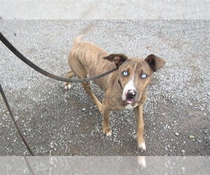 Mutt Dogs for adoption in Santa Rosa, CA, USA
