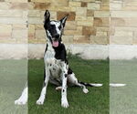 Small #3 German Shepherd Dog-Great Dane Mix