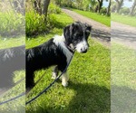 Small Poodle (Standard)