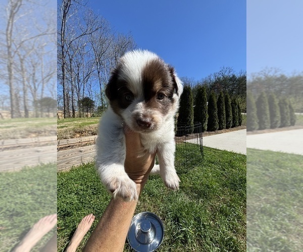 Medium Photo #25 Border Collie Puppy For Sale in MARYVILLE, TN, USA
