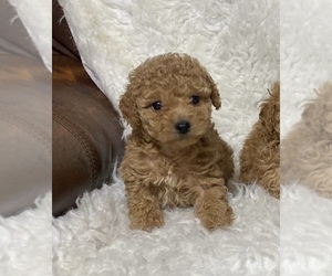 Poodle (Toy) Puppy for sale in CAMPBELLSVILLE, KY, USA