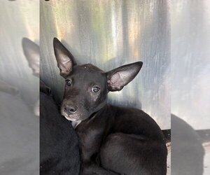 German Shepherd Dog-Unknown Mix Dogs for adoption in Oklahoma City, OK, USA