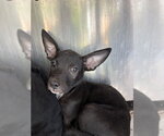 Small German Shepherd Dog Mix