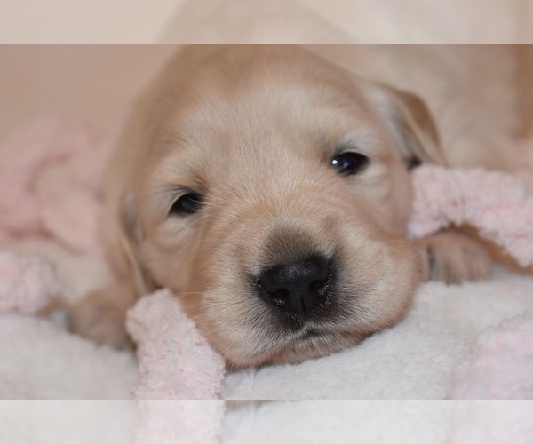 Medium Photo #48 Golden Retriever Puppy For Sale in RICHMOND, TX, USA