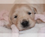 Small Photo #48 Golden Retriever Puppy For Sale in RICHMOND, TX, USA