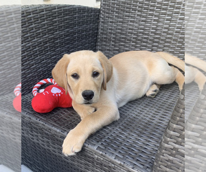 Golden Labrador Puppy for sale in ROSWELL, GA, USA