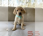 Small Photo #7 Labrador Retriever Puppy For Sale in CHICKAMAUGA, GA, USA