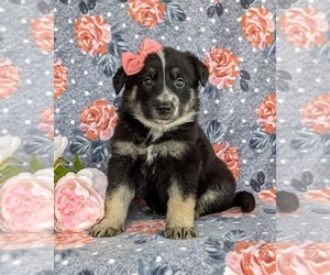 German Shepherd Dog Puppy for sale in OXFORD, PA, USA