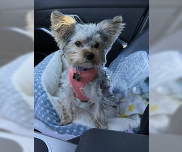 Medium Photo #2 Mutt Puppy For Sale in Allentown,, PA, USA