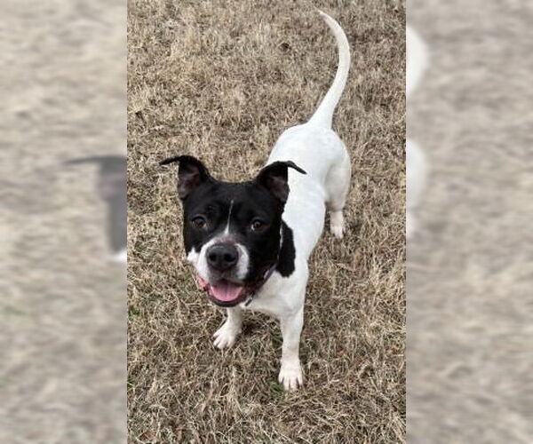 Medium Photo #7 Mutt Puppy For Sale in Glen Allen, VA, USA