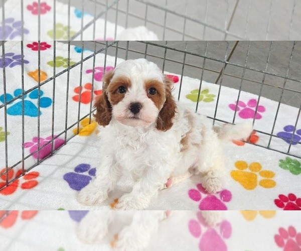 Medium Photo #11 Cavapoo (Miniature)-Poodle (Toy) Mix Puppy For Sale in ORO VALLEY, AZ, USA