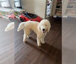 Small Photo #4 Goldendoodle Puppy For Sale in McKinney, TX, USA