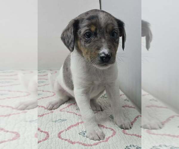 Medium Photo #2 Australian Shepherd-Unknown Mix Puppy For Sale in Brewster, NY, USA