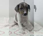 Small #1 Australian Shepherd Mix