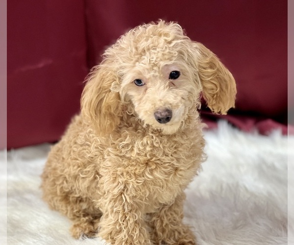 Medium Photo #1 Poodle (Miniature) Puppy For Sale in DUNDEE, OH, USA