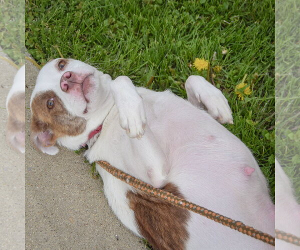 Medium Photo #5 American Staffordshire Terrier-Boston Terrier Mix Puppy For Sale in Huntley, IL, USA