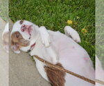 Small #4 American Staffordshire Terrier-Boston Terrier Mix