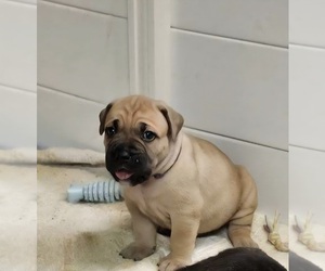 Cane Corso Puppy for sale in CAMBY, IN, USA