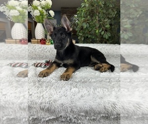 German Shepherd Dog Puppy for sale in GREENFIELD, IN, USA