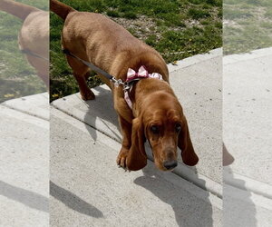 Basset Hound Dogs for adoption in Brookville, OH, USA