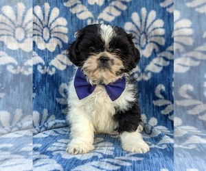 Shih Tzu Puppy for sale in KIRKWOOD, PA, USA