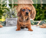 Small Photo #26 Dachshund Puppy For Sale in ELIZABETHTOWN, PA, USA
